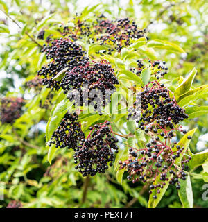 Dans des grappes de sureau Sambucus nigra espèces Banque D'Images