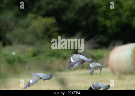 Troupeau de pigeons survolant un champ de maïs récolté récemment avec arrière-plan bocage vert Banque D'Images