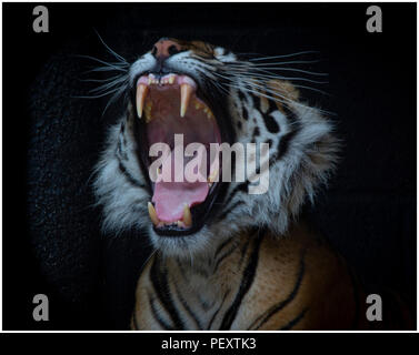 Tigre de Sumatra photographié en captivité Banque D'Images