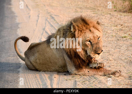 Lion mâle à lécher ses pattes en bordure du Parc National Kruger en Afrique du Sud Banque D'Images