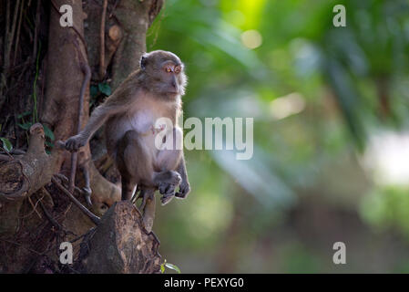 Manger du crabe, Macaque macaque à longue queue (Macaca fascicularis), femme, la Thaïlande, le macaque crabier macaque à longue queue Banque D'Images