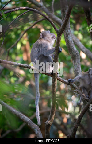 Manger du crabe, Macaque macaque à longue queue (Macaca fascicularis), la Thaïlande, le macaque crabier macaque à longue queue, dominante mâle Banque D'Images