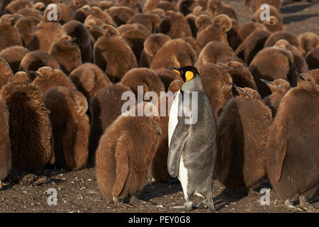 King Penguin adultes (Aptenodytes patagonicus) Comité permanent parmi un grand groupe de presque entièrement cultivé à bénévoles poussins Point dans les îles Falkland. Banque D'Images