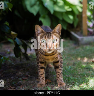 Un beau chat Bengal domestiqué à directement à l'appareil photo tandis que l'extérieur, dans un environnement de jardin Banque D'Images