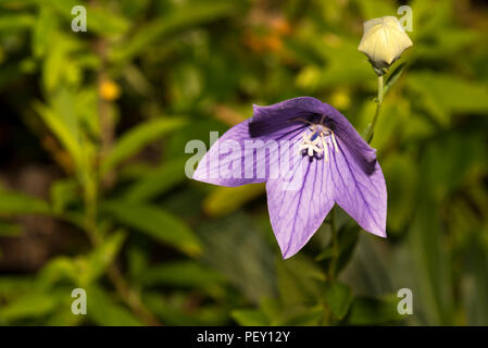 Balloon Flower (Dryas octopetala) Banque D'Images