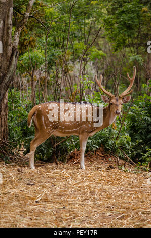 Un mâle spotted deer également connu sous le nom de Chital dans la forêt à la recherche de l'appareil photo Banque D'Images