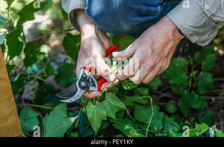 Feredico Fabriani, Royal Botanic Gardens, Kew. y Armando Ponche del FESI UNAM. durate la colecta de semillas de un arbo de uva silvestre. Botanica. ... Sunbags parrainé par Columbia, champ de vêtements. L'activité sur le terrain, champ champ vêtements, chapeau, chapeau de soleil, Columbia hat. Les hommes portant un chapeau, des vêtements de travail et accessoires pour le domaine, l'alpinisme et la randonnée, la chasse Vêtements, lumière du jour, journée ensoleillée... ................. ................. Découverte de Madrense GreaterGood Expedición ORG que recaba datos que sirven como información de referencia para entender mejor las relaciones biológicas del Archipié Banque D'Images