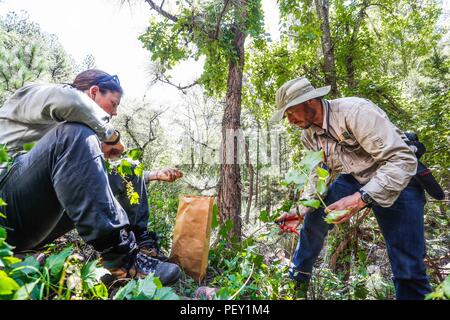 Feredico Fabriani, Royal Botanic Gardens, Kew. y Armando Ponche del FESI UNAM. durate la colecta de semillas de un arbo de uva silvestre. Botanica. ... Sunbags parrainé par Columbia, champ de vêtements. L'activité sur le terrain, champ champ vêtements, chapeau, chapeau de soleil, Columbia hat. Les hommes portant un chapeau, des vêtements de travail et accessoires pour le domaine, l'alpinisme et la randonnée, la chasse Vêtements, lumière du jour, journée ensoleillée... ................. ................. Découverte de Madrense GreaterGood Expedición ORG que recaba datos que sirven como información de referencia para entender mejor las relaciones biológicas del Archipié Banque D'Images