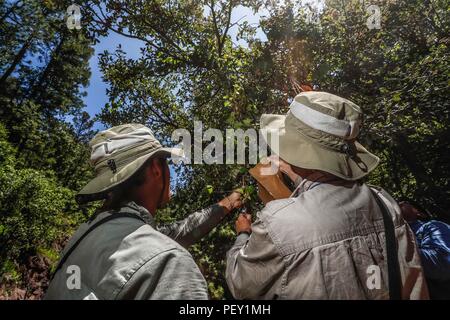 Feredico Fabriani, Royal Botanic Gardens, Kew. y Armando Ponche del FESI UNAM. durate la colecta de semillas de un arbo de uva silvestre. Botanica. ... Sunbags parrainé par Columbia, champ de vêtements. L'activité sur le terrain, champ champ vêtements, chapeau, chapeau de soleil, Columbia hat. Les hommes portant un chapeau, des vêtements de travail et accessoires pour le domaine, l'alpinisme et la randonnée, la chasse Vêtements, lumière du jour, journée ensoleillée... ................. ................. Découverte de Madrense GreaterGood Expedición ORG que recaba datos que sirven como información de referencia para entender mejor las relaciones biológicas del Archipié Banque D'Images