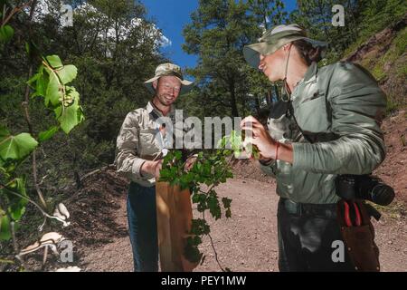 Feredico Fabriani, Royal Botanic Gardens, Kew. y Armando Ponche del FESI UNAM. durate la colecta de semillas de un arbo de uva silvestre. Botanica. ... Sunbags parrainé par Columbia, champ de vêtements. L'activité sur le terrain, champ champ vêtements, chapeau, chapeau de soleil, Columbia hat. Les hommes portant un chapeau, des vêtements de travail et accessoires pour le domaine, l'alpinisme et la randonnée, la chasse Vêtements, lumière du jour, journée ensoleillée... ................. ................. Découverte de Madrense GreaterGood Expedición ORG que recaba datos que sirven como información de referencia para entender mejor las relaciones biológicas del Archipié Banque D'Images