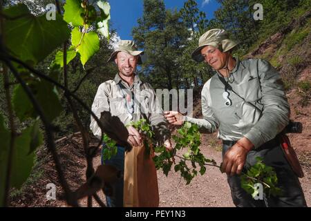Feredico Fabriani, Royal Botanic Gardens, Kew. y Armando Ponche del FESI UNAM. durate la colecta de semillas de un arbo de uva silvestre. Botanica. ... Sunbags parrainé par Columbia, champ de vêtements. L'activité sur le terrain, champ champ vêtements, chapeau, chapeau de soleil, Columbia hat. Les hommes portant un chapeau, des vêtements de travail et accessoires pour le domaine, l'alpinisme et la randonnée, la chasse Vêtements, lumière du jour, journée ensoleillée... ................. ................. Découverte de Madrense GreaterGood Expedición ORG que recaba datos que sirven como información de referencia para entender mejor las relaciones biológicas del Archipié Banque D'Images