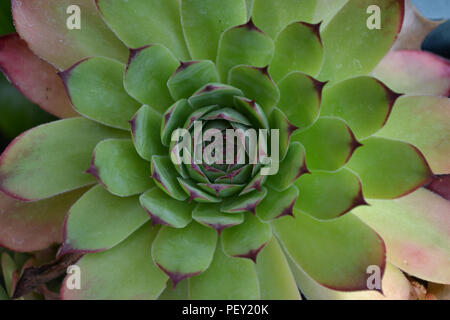 Close up à la recherche au centre d'une grande houseleek sempervivum plante qui a de bons conseils sur la rouge vert feuilles Banque D'Images