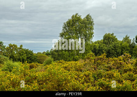 Une vue de Cannock Chase dans le Staffordshire en Angleterre Banque D'Images