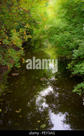 Lincoln Marsh, Wheaton, Illinois. Un ruisseau traverse le sous-bois à la fin de l'été/début de l'automne. Une douce courbe s tire le spectateur dans un état de rêve Banque D'Images