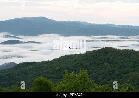 Bird repose sur fil avec Cloudy Mountain Valley ci-dessous Banque D'Images