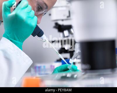 La préparation des flacons échantillons. Le pipetage travailleur de laboratoire liquide dans un flacon d'Eppendorf. Banque D'Images