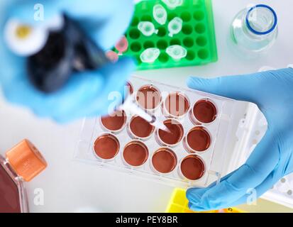 Un échantillon de pipetage chercheur en milieu de croissance. Banque D'Images