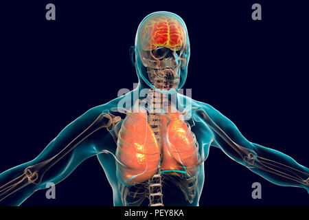 Le cerveau et les poumons à l'intérieur de corps humain, illustration de l'ordinateur. Banque D'Images