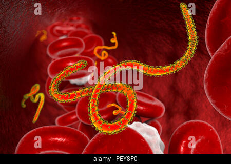 Les particules du virus Ebola dans le sang, l'illustration de l'ordinateur. Ce virus est la cause du virus Ebola chez les humains et les primates. Il s'agit d'une forme grave et souvent mortelle, avec des symptômes comme de la fièvre, de la fatigue, des douleurs musculaires, des vomissements, de la diarrhée et des hémorragies (hémorragie interne). Il n'y a pas de remède pour la maladie, mais les trois quarts des patients peuvent se rétablir si suffisamment de soutien médical. Banque D'Images