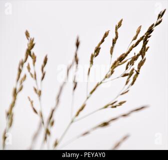 Herbe sauvage silhouette selective focus arrière-plan flou Banque D'Images