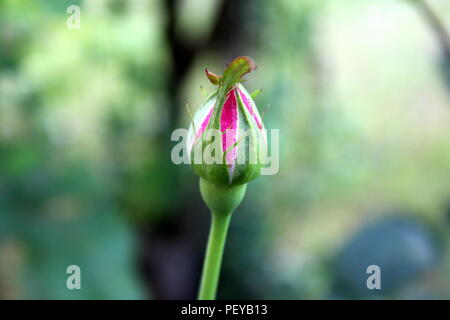 Bouton de rose rose fermé avec de petites feuilles pointues sur des feuilles vert foncé et la végétation du jardin sur l'arrière-plan chaude journée d'été Banque D'Images