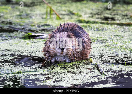 Un rat musqué à tout droit qu'elle se trouve dans l'eau. Banque D'Images