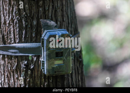 Camara trampa atada al tronco de un arbol. Piège de l'appareil photo est rattachée au tronc d'un arbre. Découverte de Madrense GreaterGood Expedición ORG que recaba datos que sirven como información de referencia para entender mejor las relaciones biológicas del Archipiélago Madrense y se usan para proteger y conservar las tierras virgenes de las Islas Serranas Sonorenses. Expedición binacional aye une un colaboradores de México y Canadá con experiencias y especialidades de las ciencias biológicas variadas, con la intención de aprender lo más posible sobre Mesa de Tres Ríos, la porción más norteña Banque D'Images