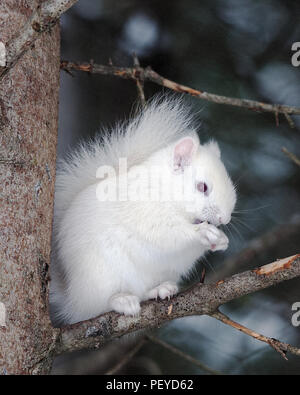 Écureuil albinos assis sur une branche d'arbre dans la forêt et profiter de son environnement et de l'environnement manger une noix. Banque D'Images