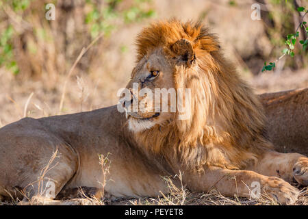 Grand mâle lion fixant sous un arbre dans le Serengeti en Tanzanie, Afrique. Banque D'Images