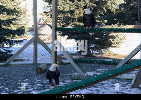 One-Eyed Jack et aile encoche, mobilité le pygargue à tête blanche à l'Yukla Monument à Joint Base Elmendorf-Richardson, marcher autour de leur cage 9 février 2016. Un groupe de bénévoles maintient la cage et s'occupe de l'Eagles. (U.S. Air Force photo par Airman Valerie Monroy) Banque D'Images