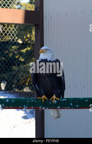 Aile encoche, un pygargue à tête blanche, se tient sur un perchoir dans une cage d'affichage à l'Yukla Memorial at Joint Base Elmendorf-Richardson, le 9 février 2016. Aile encoche a été blessé par balle ; son aile guéri mais il ne peut pas se développer un ensemble complet de plumes de vol qui lui fait unreleasable. (U.S. Air Force photo par Airman Valerie Monroy) Banque D'Images