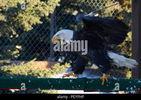 Aile encoche, un pygargue à tête blanche, marche à travers un perchoir dans une cage d'affichage à l'Yukla Memorial at Joint Base Elmendorf-Richardson, le 9 février 2016. En fonction de l'Alaska Department of Fish and Game, les aigles sont plus abondants en Alaska que partout ailleurs aux États-Unis. (U.S. Air Force photo par Airman Valerie Monroy) Banque D'Images