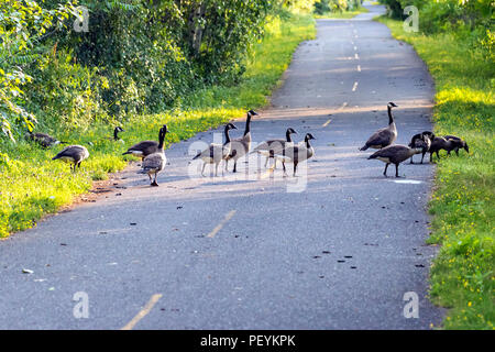 La nature autour du lac Boivin à Granby, Estrie, Québec, Canada. Les bernaches du Canada traversant la piste cyclable arounf le lac. Banque D'Images