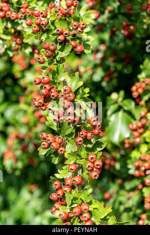 Hawthorne Crataegus monogyna Red berries on branch Banque D'Images
