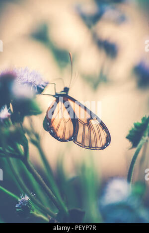 Style vintage photo d'un glasswinged papillon sur la fleur pourpre, peu d'insectes magnifique avec de superbes ailes, nature majestueuse du Costa Rica Banque D'Images