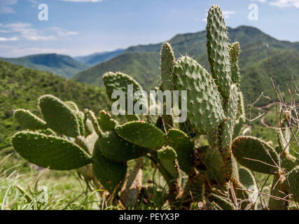 Détail de la cactus nopal ou cactus et ses épines. Visitez la Sierra Madre occidentale dans la municipalité d'Nacori Chico. Detalle de las Pencas de nopal o cactus y sus espinas. Visita la Sierra Madre occidentale de Nacori muinicipio en el Chico. (Foto : LuisGutierrez NortePhoto.com) Madrense Expedición/découverte de GreaterGood ORG que recaba datos que sirven como información de referencia para entender mejor las relaciones biológicas del Archipiélago Madrense y se usan para proteger y conservar las tierras virgenes de las Islas Serranas Sonorenses. Expedición binacional aye une un colaborado Banque D'Images