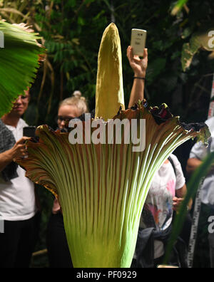 Dortmund, Allemagne. Août 17, 2018. Visiteurs photographier la racine en titane (Amorphophallus titanum) dans le jardin botanique. Cette plante exotique fleurit pour seulement trois jours, au cours de laquelle il émet une odeur caractéristique. Credit : Ina Fassbender/dpa/Alamy Live News Banque D'Images