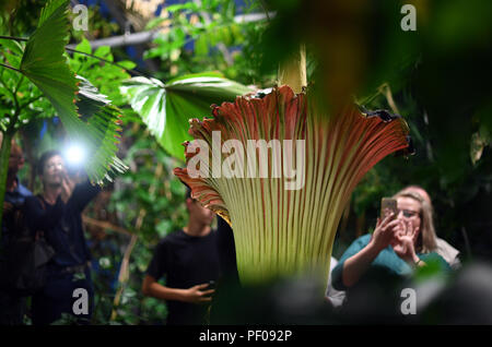 Dortmund, Allemagne. Août 17, 2018. Visiteurs photographier la racine en titane (Amorphophallus titanum) dans le jardin botanique. Cette plante exotique fleurit pour seulement trois jours, au cours de laquelle il émet une odeur caractéristique. Credit : Ina Fassbender/dpa/Alamy Live News Banque D'Images