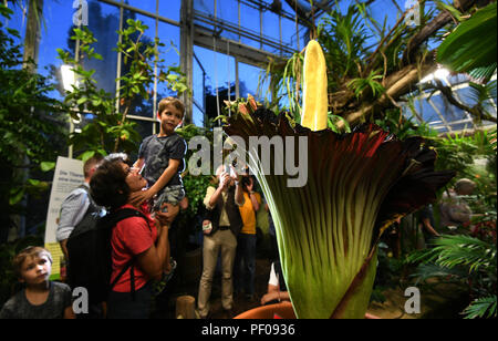 Dortmund, Allemagne. Août 17, 2018. Les visiteurs de prendre des photos de la racine en titane (Amorphophallus titanum) dans le jardin botanique. Cette plante exotique fleurit pour seulement trois jours, au cours de laquelle il émet une odeur caractéristique. Credit : Ina Fassbender/dpa/Alamy Live News Banque D'Images