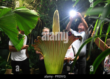 Dortmund, Allemagne. Août 17, 2018. Visiteurs photographier la racine en titane (Amorphophallus titanum) dans le jardin botanique. Cette plante exotique fleurit pour seulement trois jours, au cours de laquelle il émet une odeur caractéristique. Credit : Ina Fassbender/dpa/Alamy Live News Banque D'Images