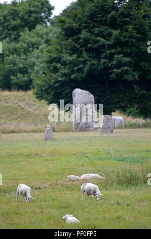 Moutons paissent à Avebury, un monument contenant trois cercles de pierres, autour du village d'Avebury dans le Wiltshire, dans le sud-ouest de l'Angleterre. Banque D'Images