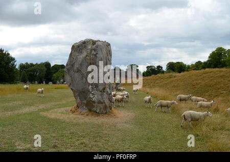 Moutons paissent à Avebury, un monument contenant trois cercles de pierres, autour du village d'Avebury dans le Wiltshire, dans le sud-ouest de l'Angleterre. Banque D'Images