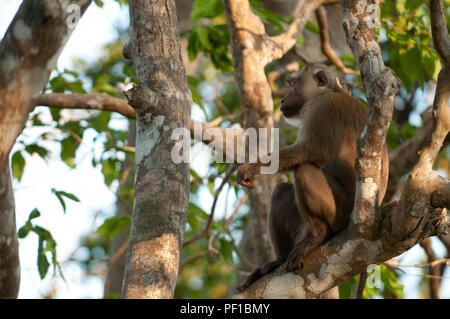 Porc macaque à queue du nord - Thaïlande - (Macaca leonina) macaque à queue de cochon du nord Banque D'Images