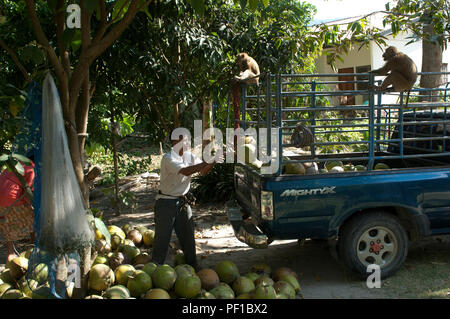 La récolte des noix de coco avec le Nord à queue de cochon (leolina) - Koh Samui - Thailande récolte des noix de coco avec macaque à queue de cochon d Banque D'Images