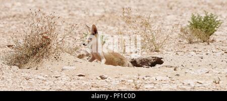 Wild Rueppell's Desert Fox photographies prises dans le désert du Qatar Banque D'Images