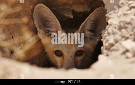 Wild Rueppell's Desert Fox photographies prises dans le désert du Qatar Banque D'Images