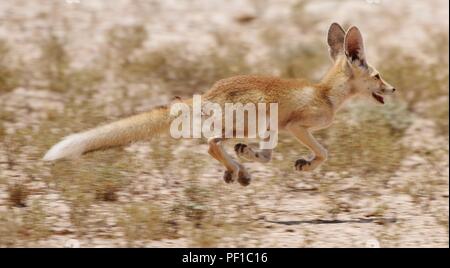 Wild Rueppell's Desert Fox photographies prises dans le désert du Qatar Banque D'Images