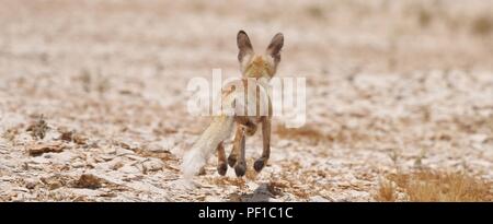 Wild Rueppell's Desert Fox photographies prises dans le désert du Qatar Banque D'Images