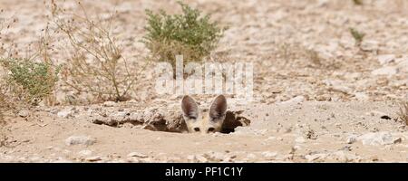 Wild Rueppell's Desert Fox photographies prises dans le désert du Qatar Banque D'Images