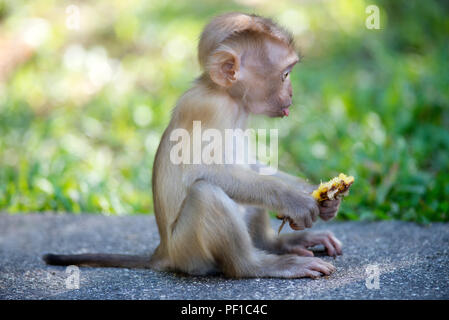 Porc nord-tailed Macaque (Macaca leonina) - bébé manger une banane - Thaïlande Banque D'Images